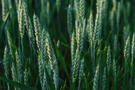 Pure green wheat background. Field with green wheat. Close-up of spikelets of unripe wheat.