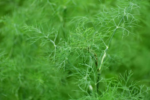 Young dill growing in the garden