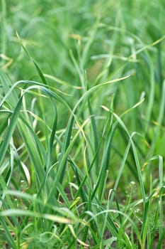 young garlic growing in the garden