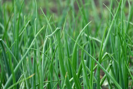 young onion growing in the garden