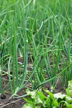 young onion growing in the garden