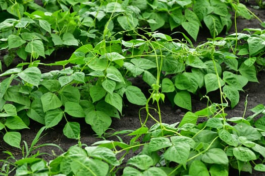 young bean sprout growing in the garden