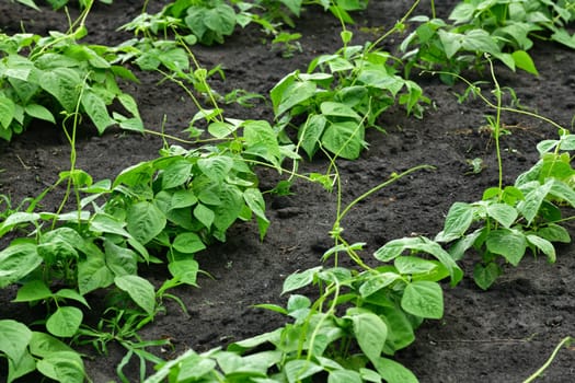 young bean sprout growing in the garden