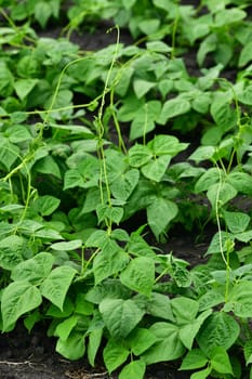 young bean sprout growing in the garden