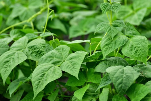 young bean sprout growing in the garden