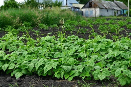 young bean sprout growing in the garden