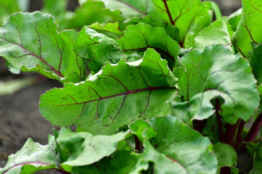 Leaves of young beetroot growing in the garden