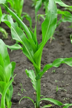 young corn sprout growing in the garden