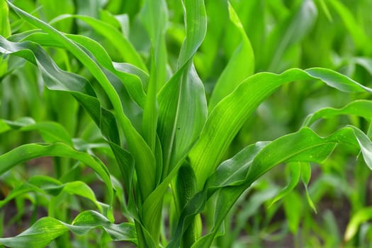 young corn sprout growing in the garden