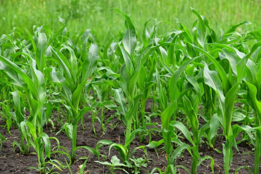 young corn sprout growing in the garden