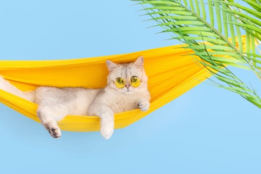 Funny white british cat in a yellow glasses resting on a yellow fabric hammock, on a light blue background, with leaves of a palm tree, looking at camera. Copy space