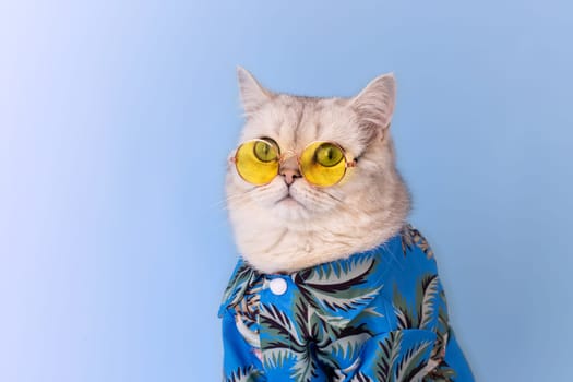 Close up of white british cat in a blue summer shirt and yellow glasses sitting on a blue background, looking away. Copy space