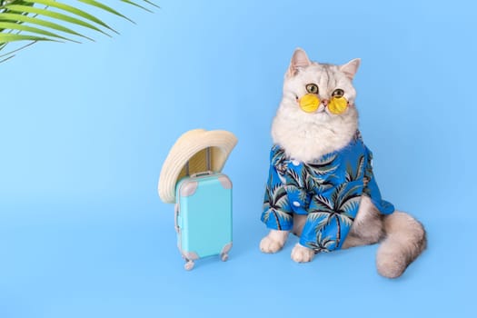 A cute white cat in a blue summer shirt and yellow glasses, sitting next to a small blue suitcase in a straw hat, on a blue background, looking away. Copy space