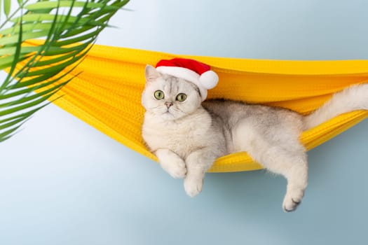 A charming white British cat in a red Santa hat, resting in a yellow fabric hammock, isolated on a blue background, under palm leaves, looks into the camera. Copy space
