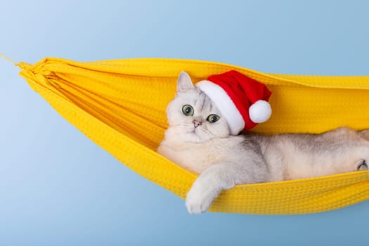 white british cat in a red Santa Claus hat, lying in a yellow fabric hammock, isolated on a blue background, looking at camera. Close up. Copy space