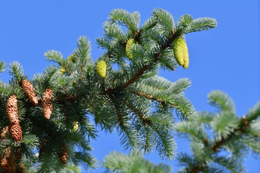 Young and old cones on spruce branch