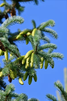 Young and old cones on spruce branch