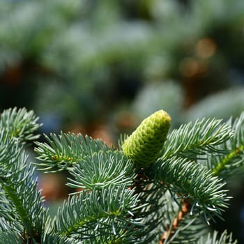 Young green cones on spruce branch