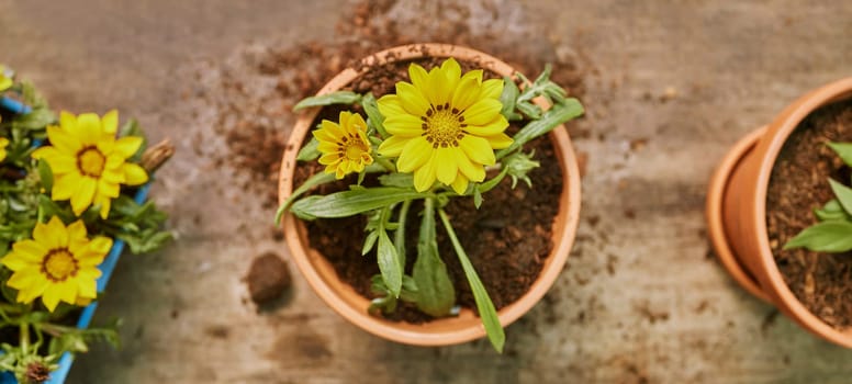 Plant, soil and growth with nature and flower top view, natural and ecology with agriculture and gardening. Botany, dirt and growing with spring, flowers and garden, potted plants and environment