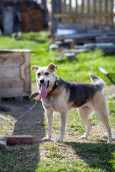 A cheerful big dog with a chain tongue sticking out. dog on a chain that guards the house. A happy pet with its mouth open. Simple dog house in the background