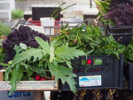 woman farmer harvesting spring veggies from organic vegetable garden hires image