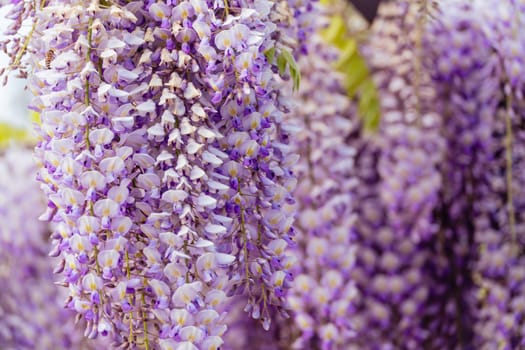 Blooming Wisteria Sinensis with scented classic purple flowersin full bloom in hanging racemes closeup. Garden with wisteria in spring.