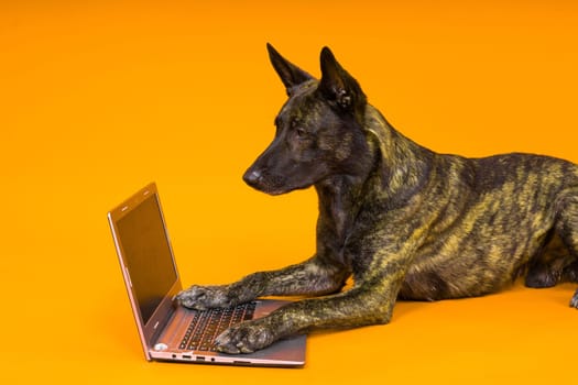 A bossy looking dog Dutch shepherd at computer. Concept of a strict manager, office related humor