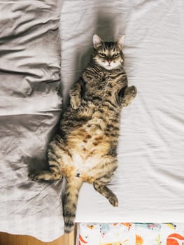 Large striped cat lies on its back on the bed. High quality photo