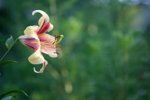 Lily close-up. Lonely flower on a blurred background. bell shaped flower