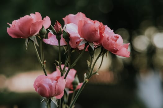 Rose bush. Lots of pink flowers on one branch. Pink flower petals. Flowers in the garden.