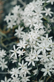 White phlox densely planted. Bush of white phlox. White flowers close-up near the garden. Phloxes with long petals look.