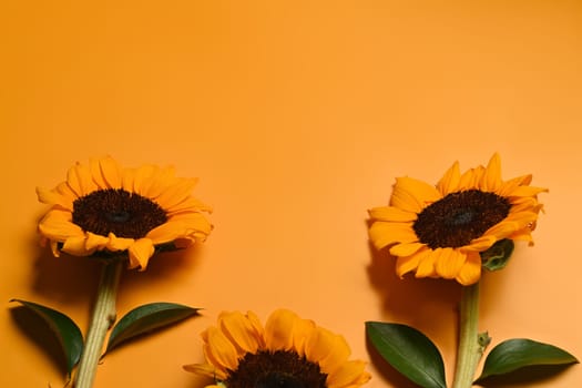 Natural background, autumn or summer concept. Sunflowers with leaves on bright yellow background with copy space.