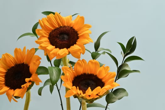 Bouquet of beautiful sunflowers on light blue background. Floral background, autumn or summer concept.