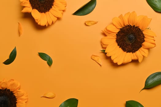 Autumn or summer concept, natural background. Sunflower isolated yellow background with space for your text.