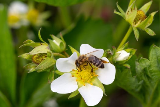 Bee is gathering pollen from white blooming strawberry flower in the garden.