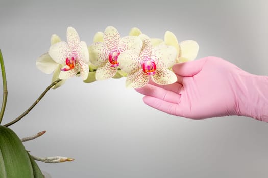 Woman's hand holding a branch of phalaenopsis orchid flowers on the gray background. Tropical flower.