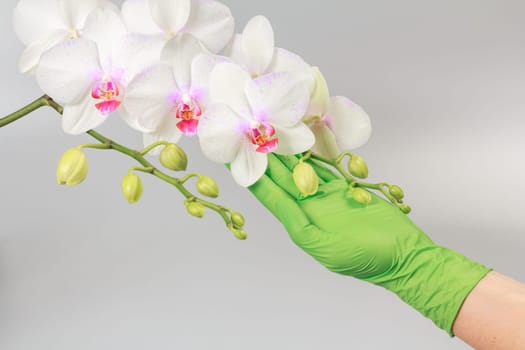 Woman's hand holding a branch of white phalaenopsis orchid flowers on the gray background. Tropical flower.