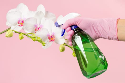 Woman with a sprayer and white orchid flower on the pink background.