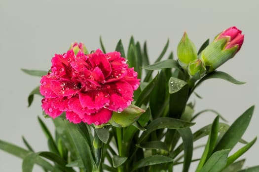 Close-up buds and burgeons of red cornation on the gray background. Shallow depth of field.