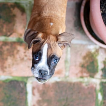 boxer puppy having fun at home. Non stop messing dog lifestyle.