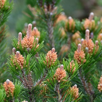 Mountain pine with cones in an early spring