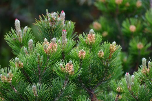 Mountain pine with cones in an early spring