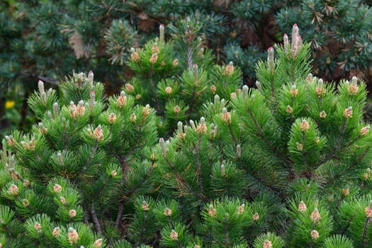 Mountain pine with cones in an early spring