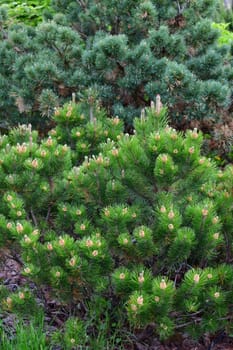 Mountain pine with cones in an early spring