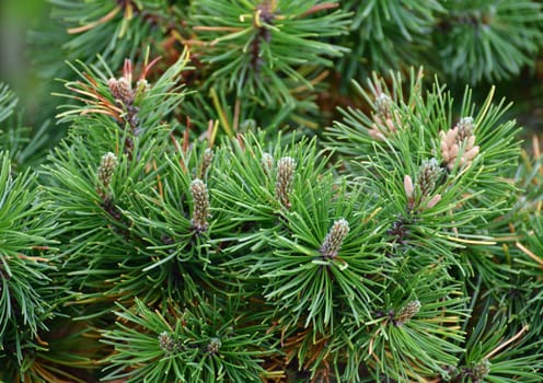 Mountain pine with cones in an early spring