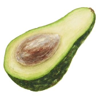 Avocado half watercolor hand drawn realistic illustration. Green and fresh art of salad, sauce, guacamole, smoothie ingredient. For textile, menu, cards, paper, package, cooking books design