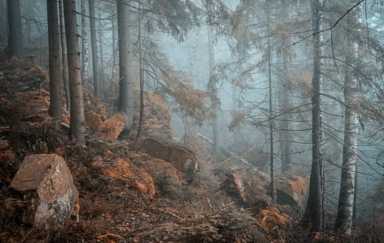 beautiful green landscape of misty wood