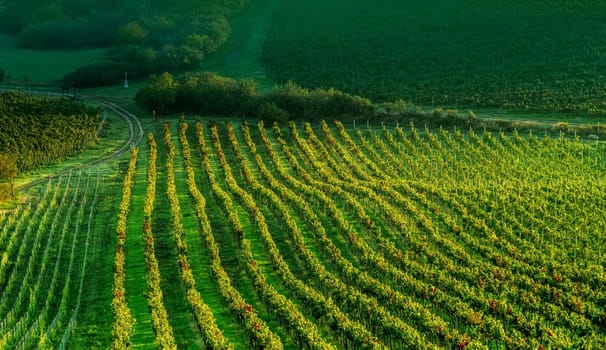 Sunshine morning view of grapes plantation on the slope