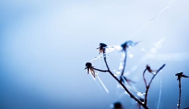 Pure dew drops on dried flower covered with web