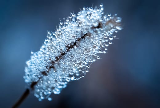 Lonely blade of grass covered with dew on blurred background